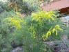acinacea (Gold Dust Wattle)