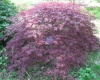 palmatum 'Dissectum' Ornatum