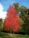 rubrum (Red Maple)