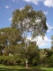 - Eucalyptus scoparia (Wallangarra White Gum)