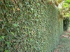 pumila (Creeping Fig)