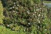 tinus (Laurustinus)