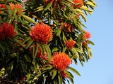 flammeum (Queensland Tree Waratah/Red Silky Oak)