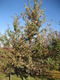 - Quercus robur (English Oak)