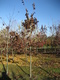- Quercus rubra (Northern Red Oak)