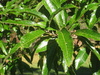 acutissima (Sawtooth Oak)