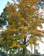 robusta (Silky Oak)