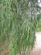 parviflora (Native Willow/Wilga)