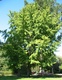 biloba (Maidenhair Tree)