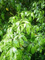 eugenioides 'Tarata' (Lemonwood)