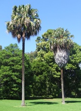 australis (Cabbage-tree Palm)