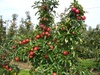 - Malus domestica (various edible apple cultivars)
