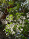 azedarach (White Cedar/Chinaberry/Tulip Tree)