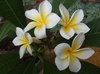 rubra (Common Frangipani)