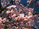 x blireana (Double Flowering Cherry Plum)