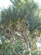 utilis (Common Screw Pine)