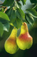 (various fruiting pears)