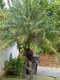 roebelinii (Pygmy Date Palm)