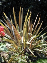 (various cultivars) (New Zealand Flax)