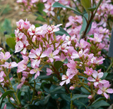 indica (various cultivars)