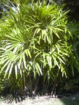 excelsa (Broadleaf Lady Palm/Bamboo Palm)