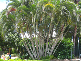 lutescens (Areca/Golden Cane Palm)