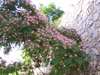 julibrissin (Persian Silk Tree)