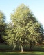 jorullensis (Evergreen Alder)