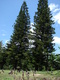 columnaris (Cook Pine)