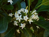 fitzalanii (Brown Gardenia/Yellow Mangosteen)