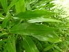 japonica (Spotted Laurel)