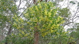 longifolia (Golden/Sallow Wattle)