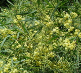 retinodes (Swamp Wattle/Wirilda)