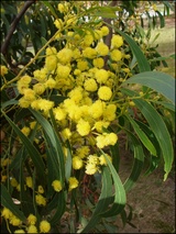 pycnantha (Golden Wattle)