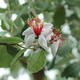 sellowiana (Feijoa/Pineapple Guava)