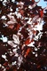 platanoides 'Crimson King'