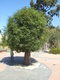 - Brachychiton rupestris (Bottle Tree)