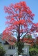 acerifolia (Illawarra Flame Tree)
