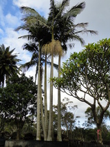 cunninghamiana (Bangalow Palm)