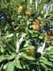 integrifolia (Coast Banksia)