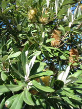 integrifolia (Coast Banksia)