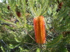 ericifolia 'Red Rover'