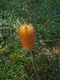 spinulosa (Hairpin Banksia)