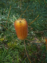 spinulosa (Hairpin Banksia)