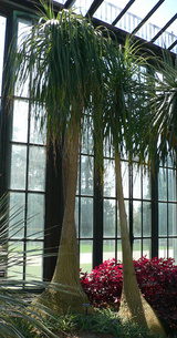 recurvata (Ponytail Palm)