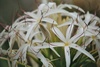 pedunculatum (River Lily)