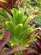 fruticosa (Cabbage Palm)