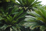 revoluta (Sago Palm)