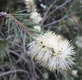 salignus (Willow Bottlebrush)