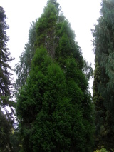 oblonga (South Esk Pine/Pygmy Cypress Pine)